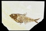 Fossil Fish Plate (Diplomystus) - Wyoming #111265-1